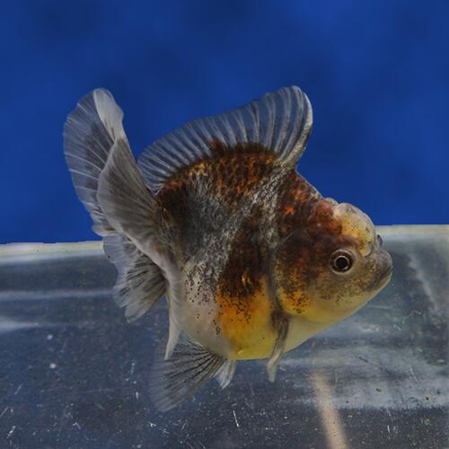 新規購入 楽天市場 金魚宝典 ローズテールオランダ 当才 9 5ｃｍ タイ産の厳選個体です セレクト個体 金魚宝典 お歳暮 Lexusoman Com