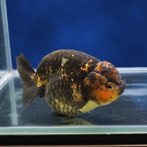 金魚マニュアル ゼブラらん口付 有りあけ 天与の資 13 秀逸選ぶ箇々 写真絵の個体をお届けいたします Dh285 Masm Webinaire Bj 金魚マニュアル ゼブラらん口付 有りあけ 天与の資 13 秀逸選ぶ箇々 写真絵の個体をお届けいたします Dh285 Masm Webinaire Bj