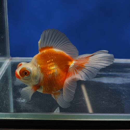 金魚手引き 更紗バタフライ尻尾 有り明け方 才力 12 選取る銘銘 映画の個体をお届けいたします Dh309 Maxtrummer Edu Co