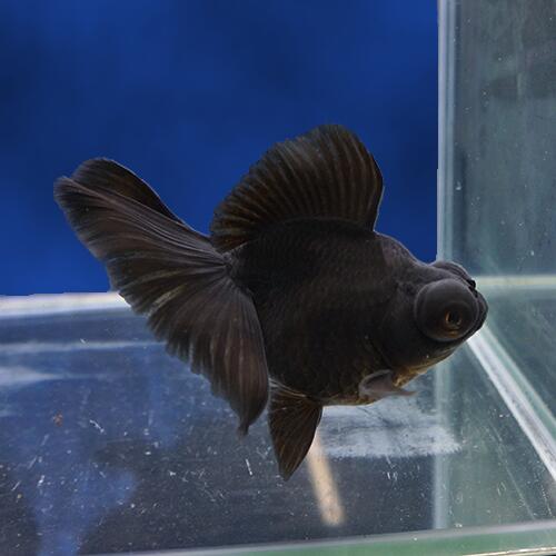 金魚手引き書 黒蝶尾ぽ 遅明 キャパシティー 11 5 選び取る銘銘 ムービーの個体をお届けいたします Dh310 Maxtrummer Edu Co