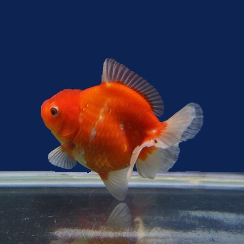 金魚宝典 桜ローズテールオランダ 当才 10 タイ産の厳選個体です セレクト個体 Fourwallsgallerie Com