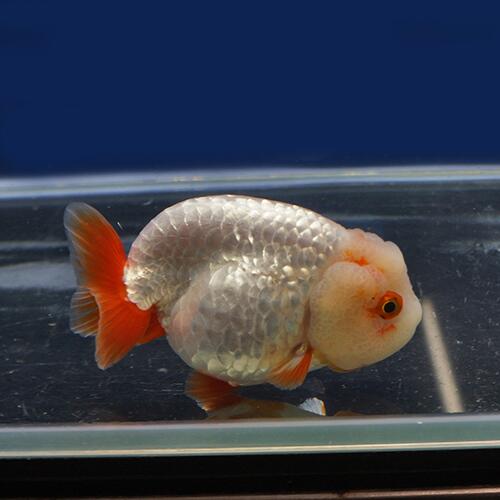 金魚宝典 更紗らんちゅう 明け 才 10 セレクト個体 Bayleafkitchen Co Uk