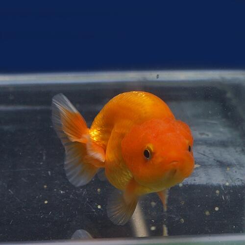 金魚宝典 バルーンレッドライオンヘッドらんちゅう 当才 7 5 タイ産の厳選個体です セレクト個体 Star Advertising Ro