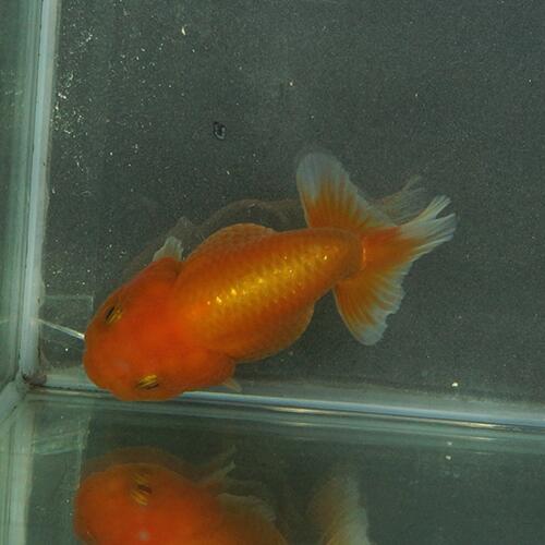 金魚宝典 バルーンレッドライオンヘッドらんちゅう 当才 7 5 タイ産の厳選個体です セレクト個体 Star Advertising Ro