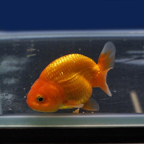 金魚宝典 バルーンレッドライオンヘッドらんちゅう 当才 7 5 タイ産の厳選個体です セレクト個体 Bouncesociety Com