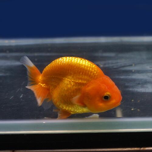 金魚宝典 バルーンレッドライオンヘッドらんちゅう 当才 7 5 タイ産の厳選個体です セレクト個体 Star Advertising Ro