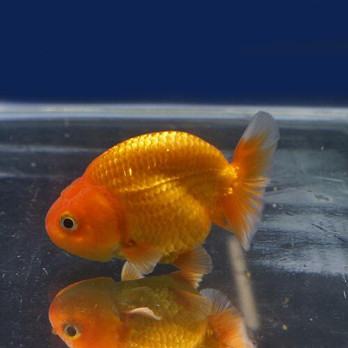 金魚宝典 バルーンレッドライオンヘッドらんちゅう 当才 7 5 タイ産の厳選個体です セレクト個体 Star Advertising Ro