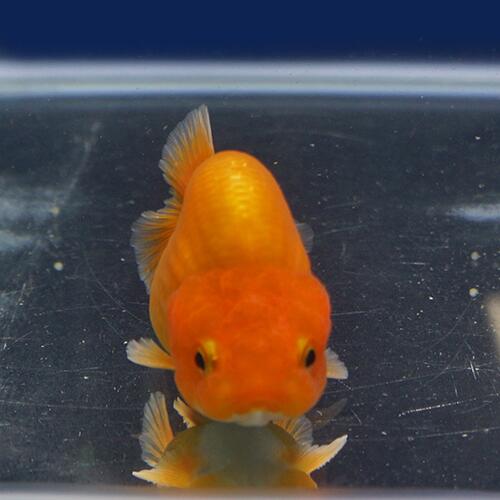 金魚宝典 バルーンレッドライオンヘッドらんちゅう 当才 7 5 タイ産の厳選個体です セレクト個体 Rvcconst Com