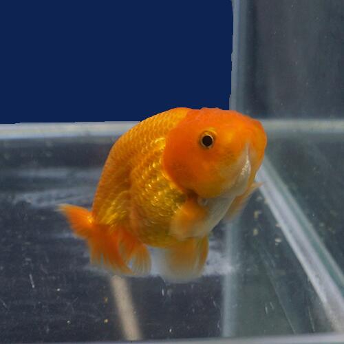 金魚宝典 バルーンレッドライオンヘッドらんちゅう 当才 7 5 タイ産の厳選個体です セレクト個体 Rvcconst Com