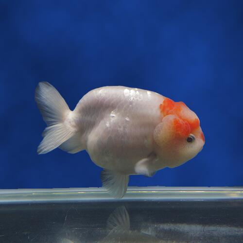 Dh417a 写真の個体をお届けいたします 観賞魚 金魚宝典 ホワイトもみじらんちゅう 明け２才 11ｃｍ セレクト個体 金魚宝典