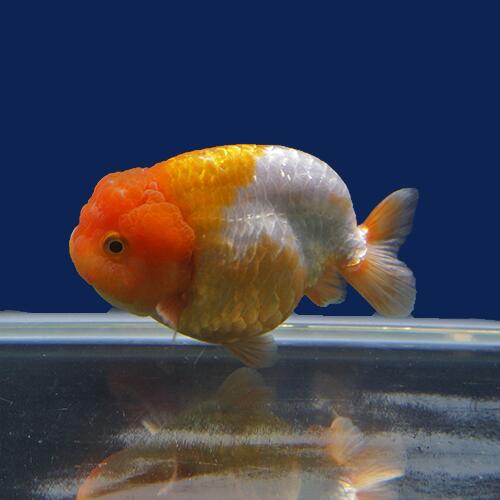 金魚宝典 更紗バルーンライオンヘッドらんちゅう 当才 10 タイ血統です セレクト個体 Rvcconst Com