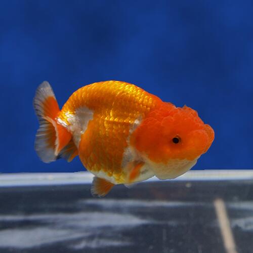 写真の個体をお届けいたします 金魚宝典 Dh437 観賞魚 ライオンヘッドらんちゅう 当才 9ｃｍ タイ産の厳選個体です セレクト個体 金魚 宝典