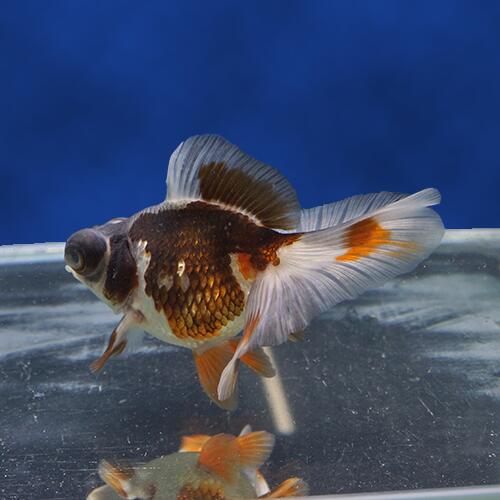 格安販売 Dh508 金魚宝典 三色蝶尾 普通鱗タイプ 金魚宝典 ２才 12ｃｍ セレクト個体 ペット ペットグッズ 写真の個体をお届けいたします 熱帯魚 アクアリウム ２才 12ｃｍ セレクト個体 金魚宝典 週間売れ筋衝撃価格 観賞魚