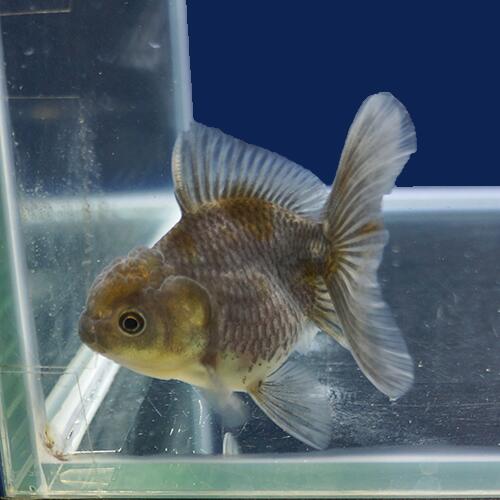 金魚宝典 三色ローズテールオランダ 当才 8 タイ産の厳選個体です セレクト個体 Mydrap Com