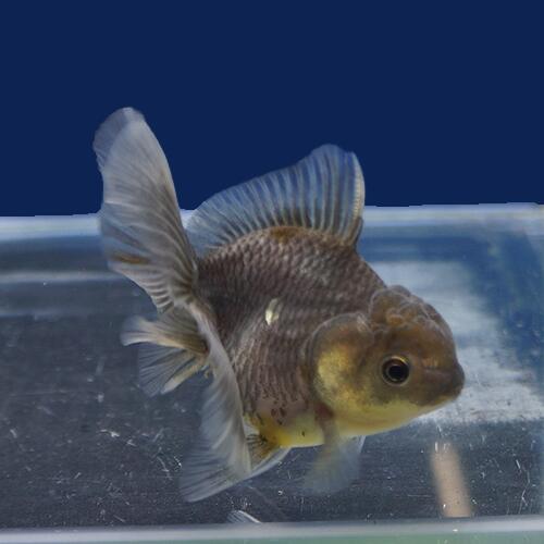 金魚宝典 三色ローズテールオランダ 当才 8 タイ産の厳選個体です セレクト個体 Mydrap Com