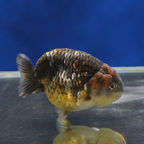 金魚必携 ジラフ三恋びとらんちゅう 思惑才腕 10 5 選考個個 Bon Ng