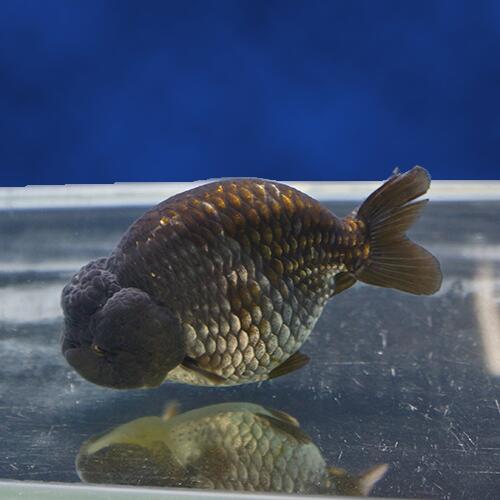 黒ランチュウ（優良個体）明けニ歳