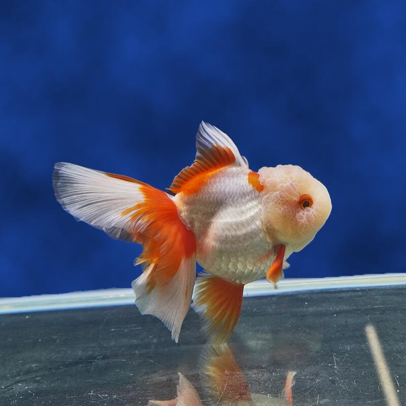 楽天市場】【金魚王子】東錦 14.5cm前後 (個体番号：cde143