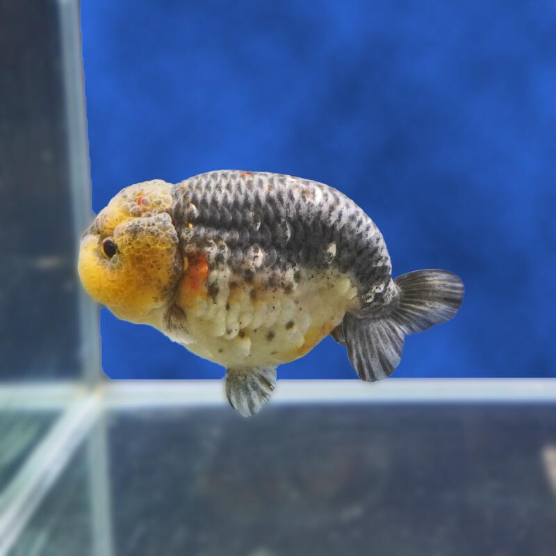 【金魚宝典】キリンらんちゅう　２才（12ｃｍ±） ★セレクト個体★