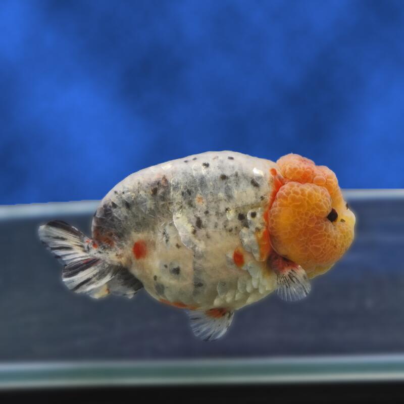 【金魚宝典】江戸錦　２才（12ｃｍ±） ★セレクト個体★