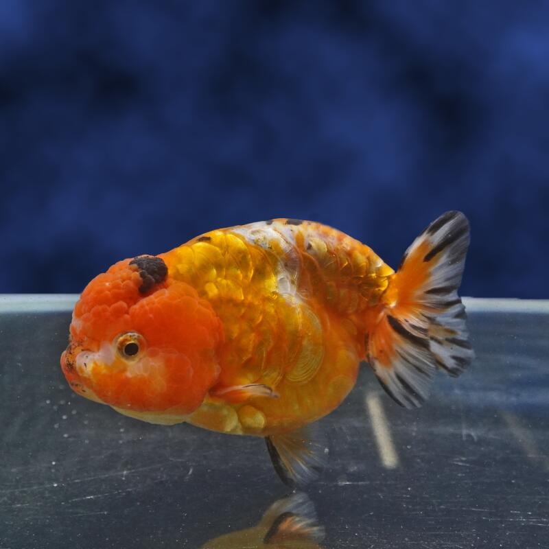 【金魚宝典】桜ドラゴンスケールらんちゅう　２才（11.5ｃｍ±） ★高級セレクト個体★