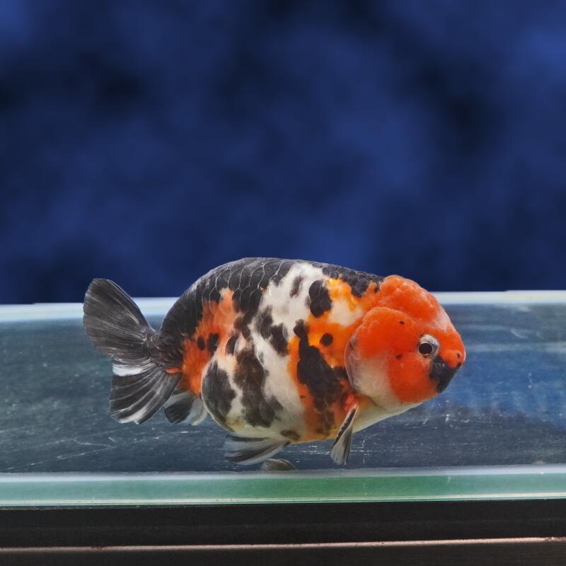 【金魚宝典】墨三色らんちゅう　２才（11ｃｍ±） ★セレクト個体★