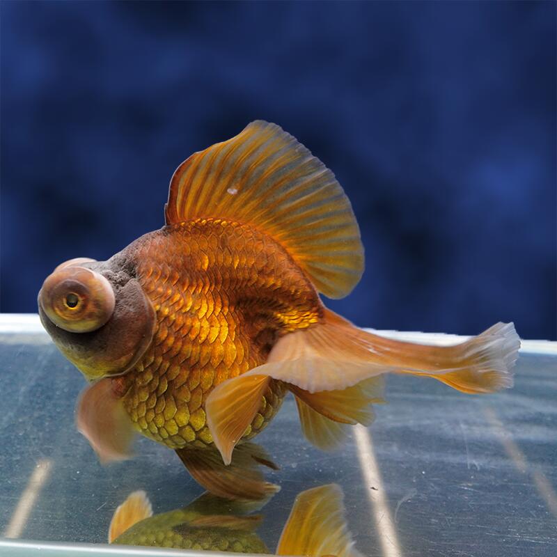 【金魚宝典】茶蝶尾　３才（16.5ｃｍ&plusmn;）☆流通量の少ないタイプです！☆★月間セール品です！　セレクト個体★｜金魚宝典