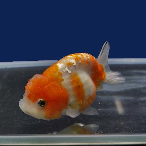 Sale 86 Off 桜錦 明け２才 11ｃｍ セレクト個体 Fucoa Cl