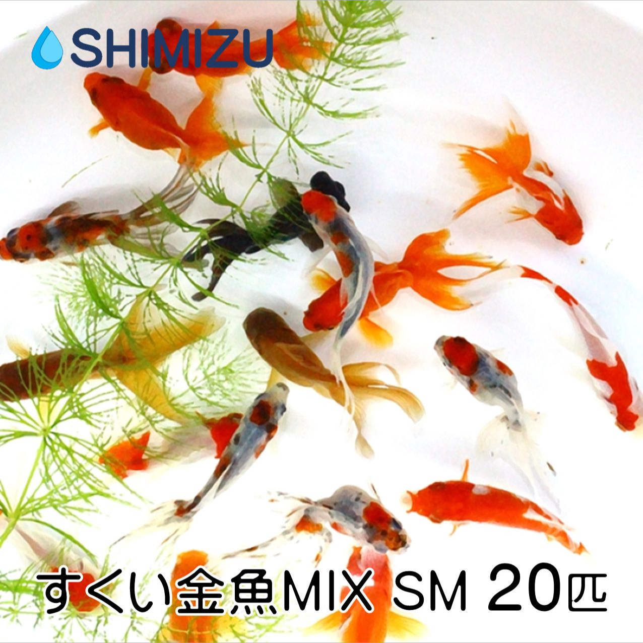 【楽天市場】(金魚) すくい金魚MIX SM (10匹) 国産 弥冨産 goldfish 
