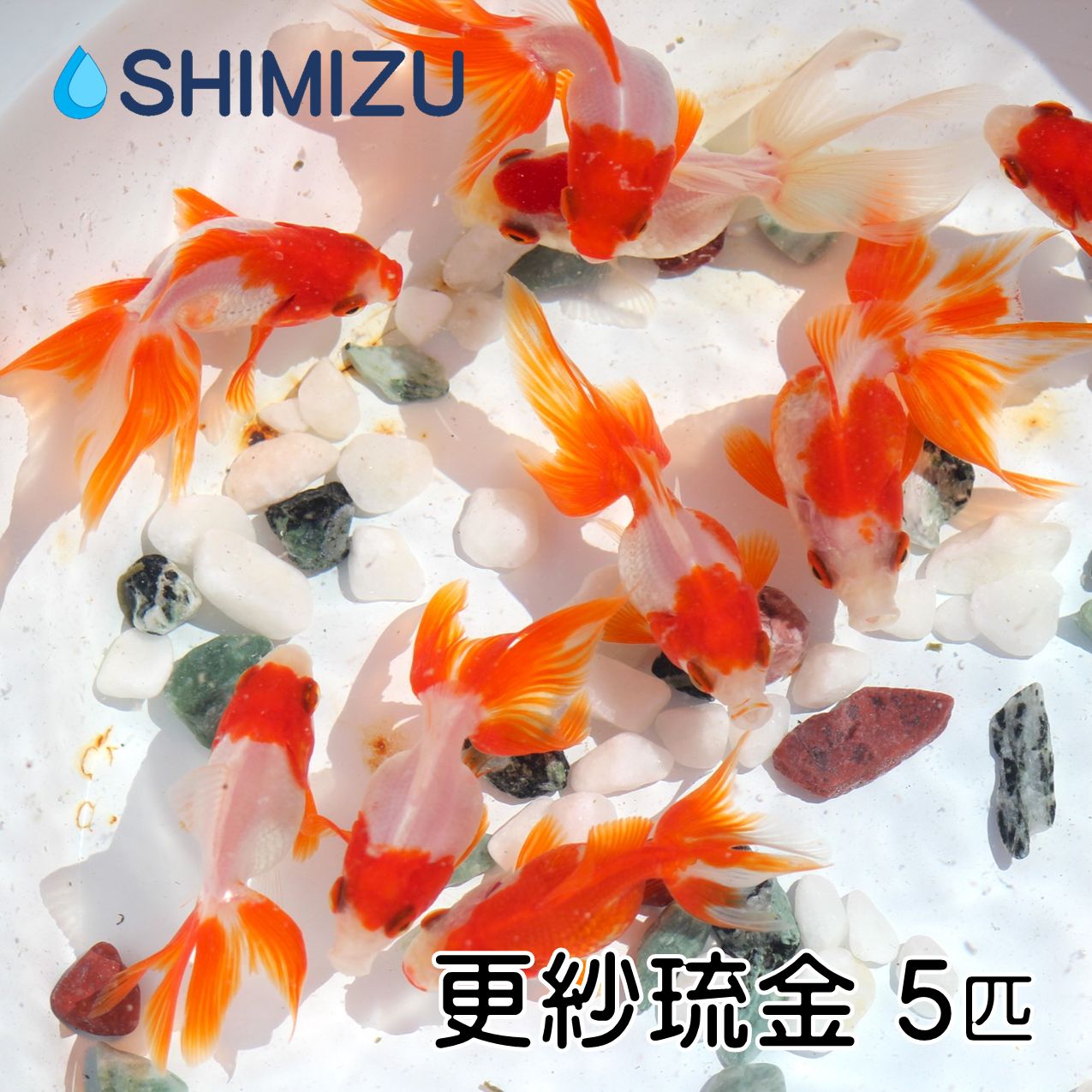 楽天市場】(金魚) 更紗琉金 (3匹) 国産 弥冨産 goldfish きんぎょ