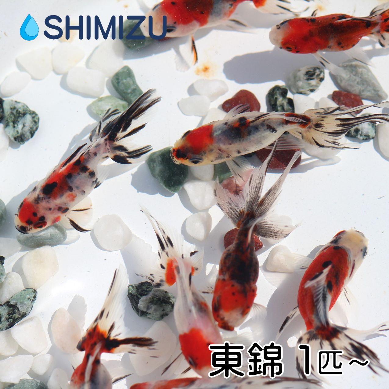 楽天市場】(金魚) オランダ獅子頭 S (1～10匹) 国産 弥冨産 goldfish キンギョ ビオトープ お祭り : 金魚屋しみず 楽天市場店