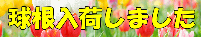 楽天市場】【送料無料】【あす楽】 2袋セット花と野菜の有機培養土20L ×2袋 花の土 野菜の土 花の土送料無料 植木の土 観葉植物の土 球根の土  バラの土 山野草の土 ガーデニングの土 培養土 園芸 : 錦幸園 楽天市場店