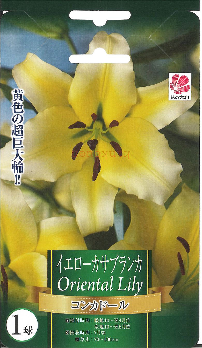 楽天市場 073 ｶｻﾌﾞﾗﾝｶﾌｧﾐﾘｰ イエローカサブランカ コンカドール 1球 ﾎﾟｲﾝﾄ倍 P倍 倍 球根 植えっぱなし 初心者 秋植え 夏 キュウコン ﾁｭｰﾘｯﾌﾟ セット 錦幸園 楽天市場店
