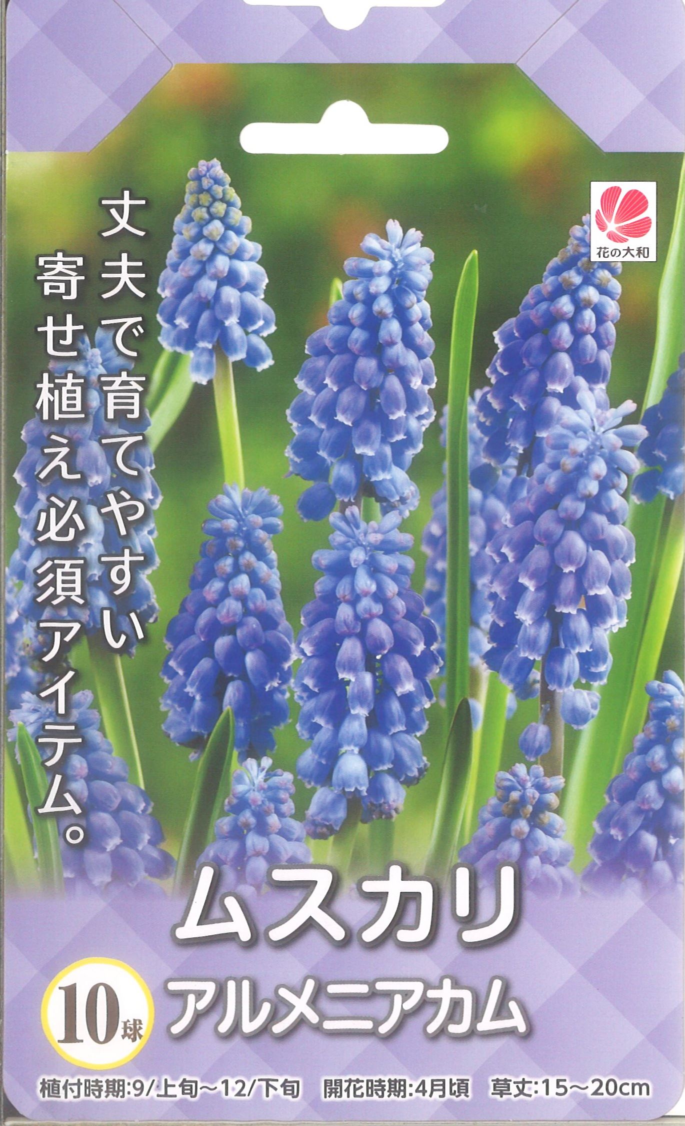 楽天市場 先行予約 10月より出荷 ムスカリ アルメニアカム 10球 錦幸園 楽天市場店