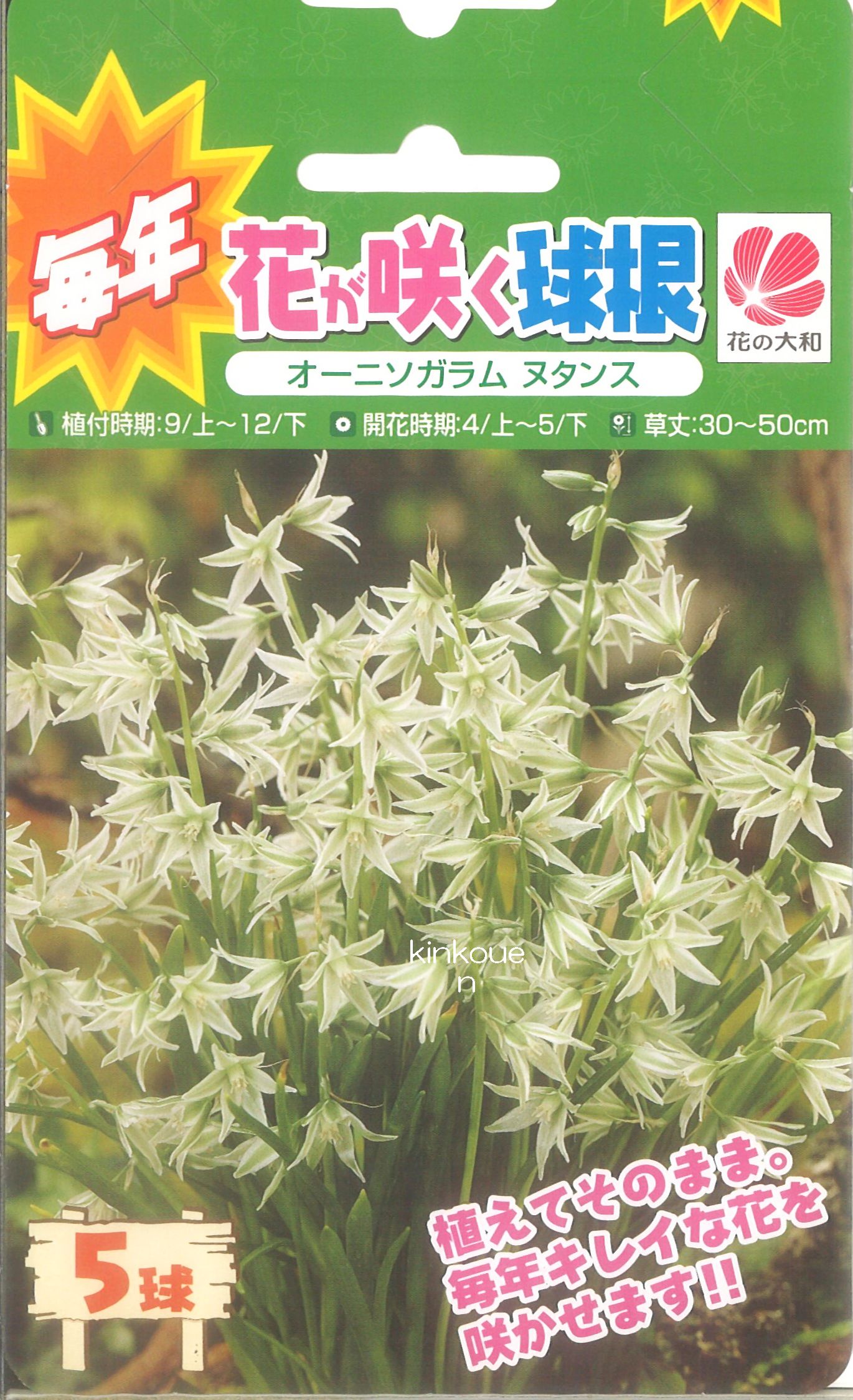 楽天市場 115 毎年花が咲く球根 オーニソガラムヌタンス 5球 ﾎﾟｲﾝﾄ倍 P倍 倍 球根 植えっぱなし 初心者 秋植え 夏 キュウコン ﾁｭｰﾘｯﾌﾟ セット 錦幸園 楽天市場店