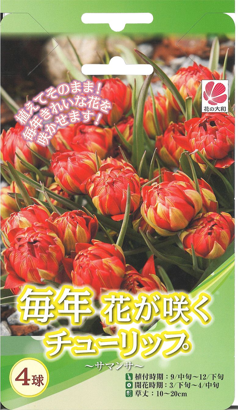 楽天市場】【10月以降、入荷順に出荷します】 □ 高低差ﾁｭｰﾘｯﾌﾟ ｻｰﾓﾝﾌｧﾝｱｲｸｱﾝﾄﾞﾌｫｸｼｰﾌｫｯｸｽﾄﾛｯﾄ 10球 : 錦幸園  楽天市場店