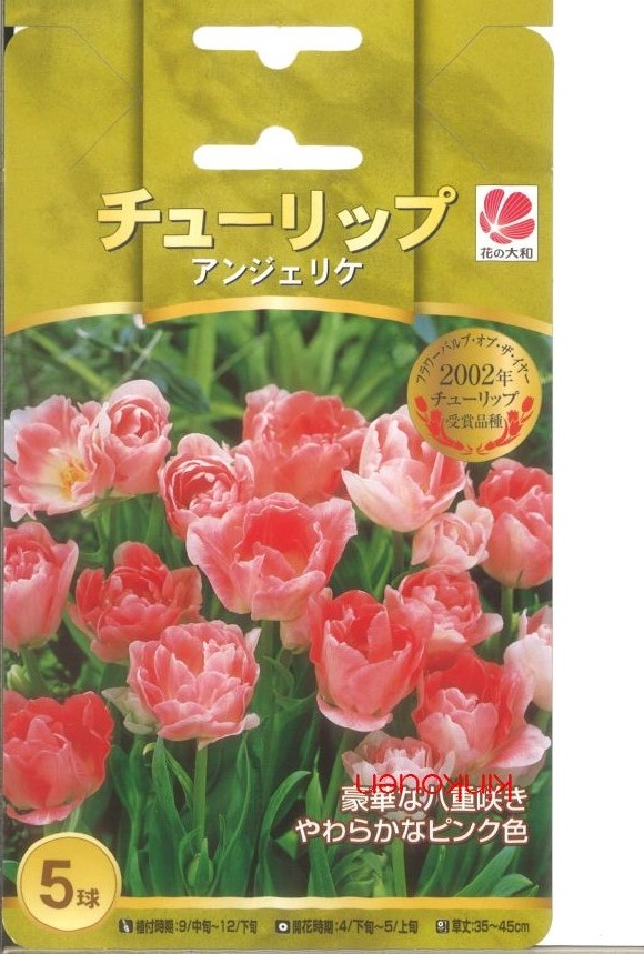 楽天市場 031 チューリップ アンジェリケ 5球 ポイント２０倍 P 花 植えっぱなし 初心者 秋植え 夏 キュウコン ﾁｭｰﾘｯﾌﾟ セット 錦幸園 楽天市場店