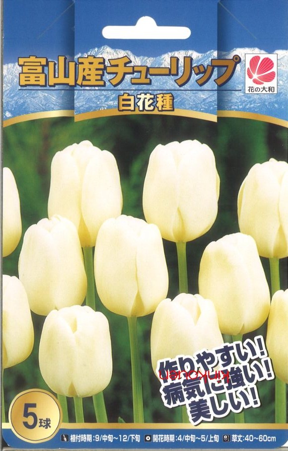 楽天市場 先行予約 10月より出荷 富山産チューリップ 白花種 5球 錦幸園 楽天市場店