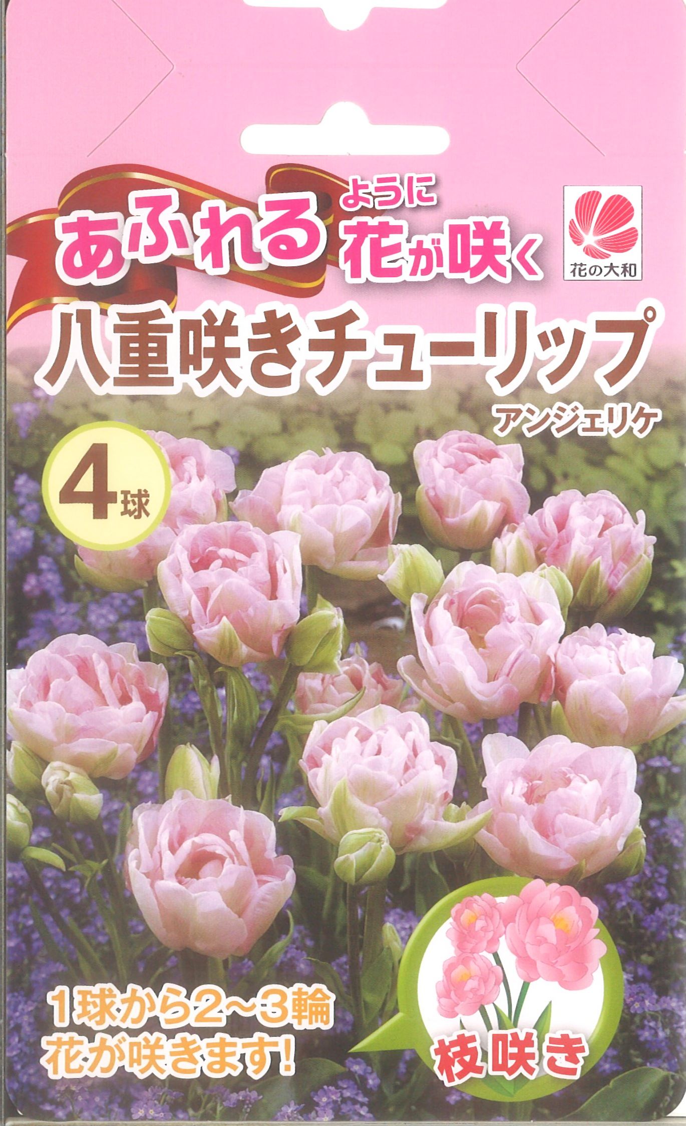 楽天市場 034 あふれるように花が咲く八重咲きチューリップ アンジェリケ 4球 ポイント２０倍 P 花 植えっぱなし 初心者 秋植え 夏 キュウコン ﾁｭｰﾘｯﾌﾟ セット 錦幸園 楽天市場店