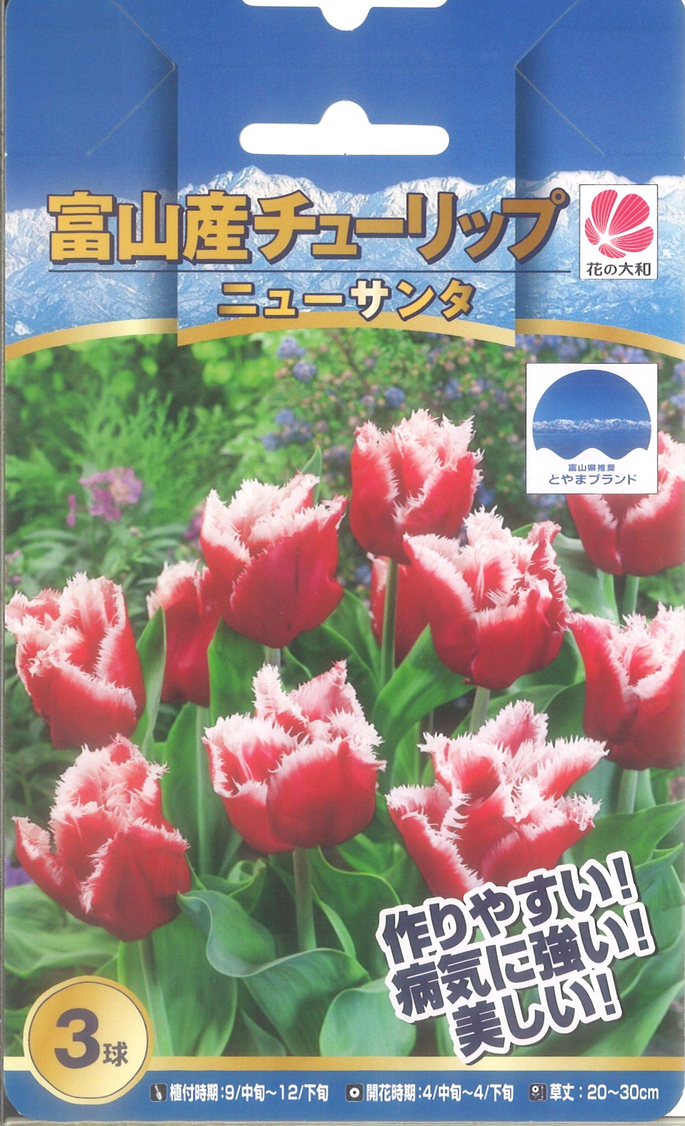 楽天市場 ポイント２０倍p花 植えっぱなし 初心者 秋植え 夏 キュウコン ﾁｭｰﾘｯﾌﾟ セット チューリップ ブルーダイヤモンド 5球 錦幸園 楽天市場店