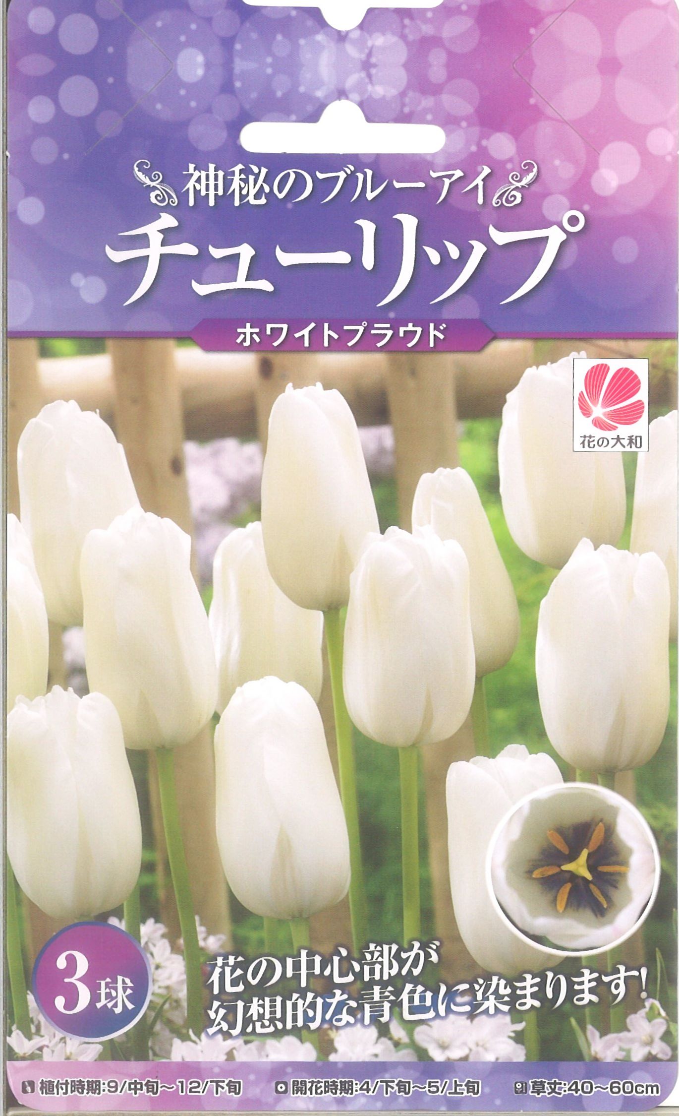 楽天市場 神秘のブルーアイチューリップ ホワイトプラウド 3球 錦幸園 楽天市場店