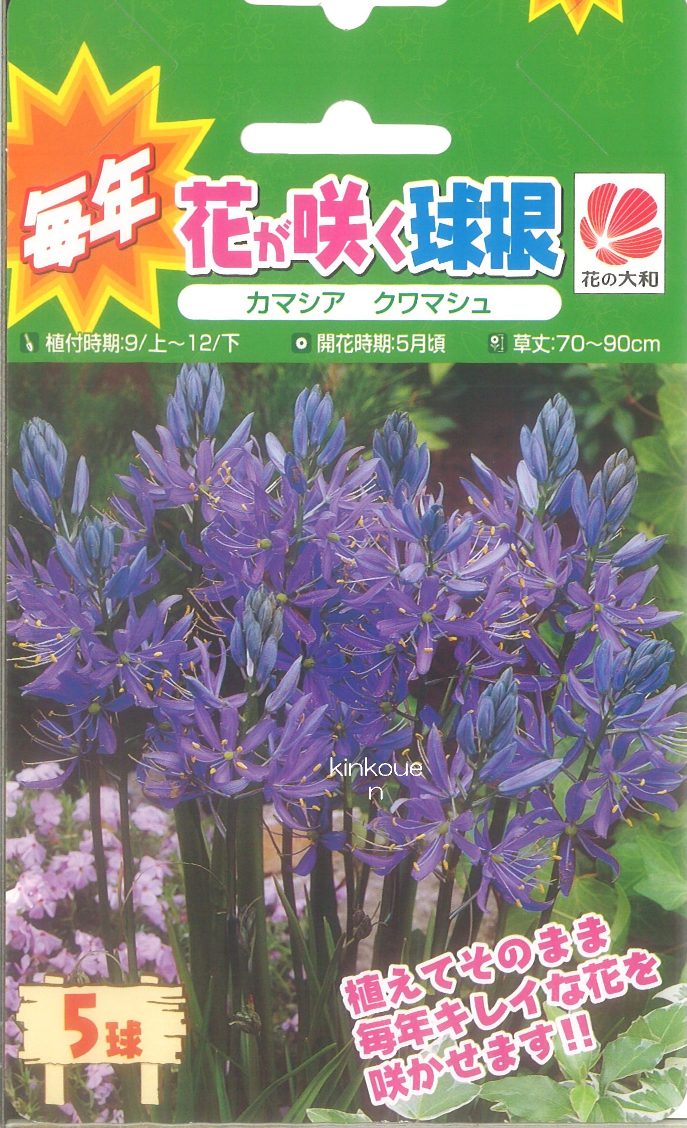 楽天市場 113 毎年花が咲く球根 ｲｷｼｵﾘﾘｵﾝﾊﾟﾗｯｼｰ10球 ポイント２０倍 P 花 植えっぱなし 初心者 秋植え 夏 キュウコン ﾁｭｰﾘｯﾌﾟ セット 錦幸園 楽天市場店