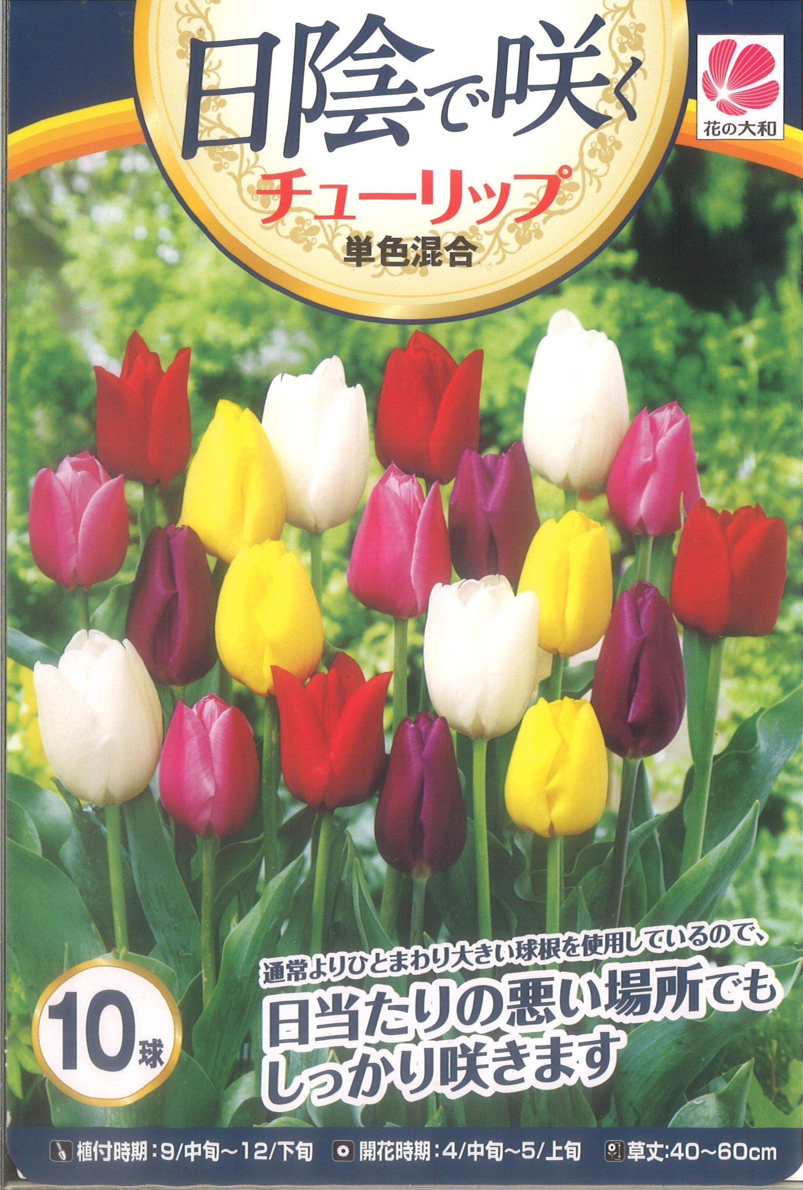 日陰で咲くﾁｭｰﾘｯﾌﾟ 単色混合 10球 最大96 Offクーポン