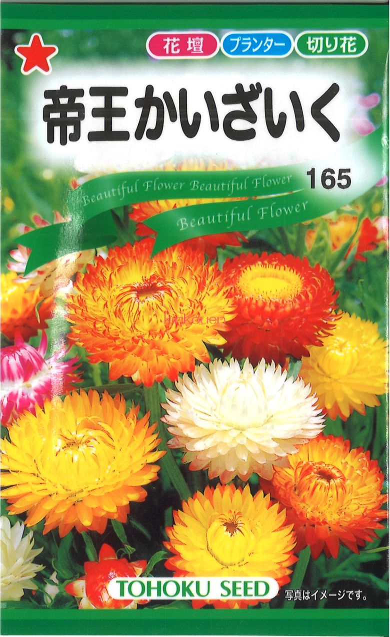楽天市場】【帝王貝細工 （ヘリクリサム）】 種・小袋 （0.5ml） 固定