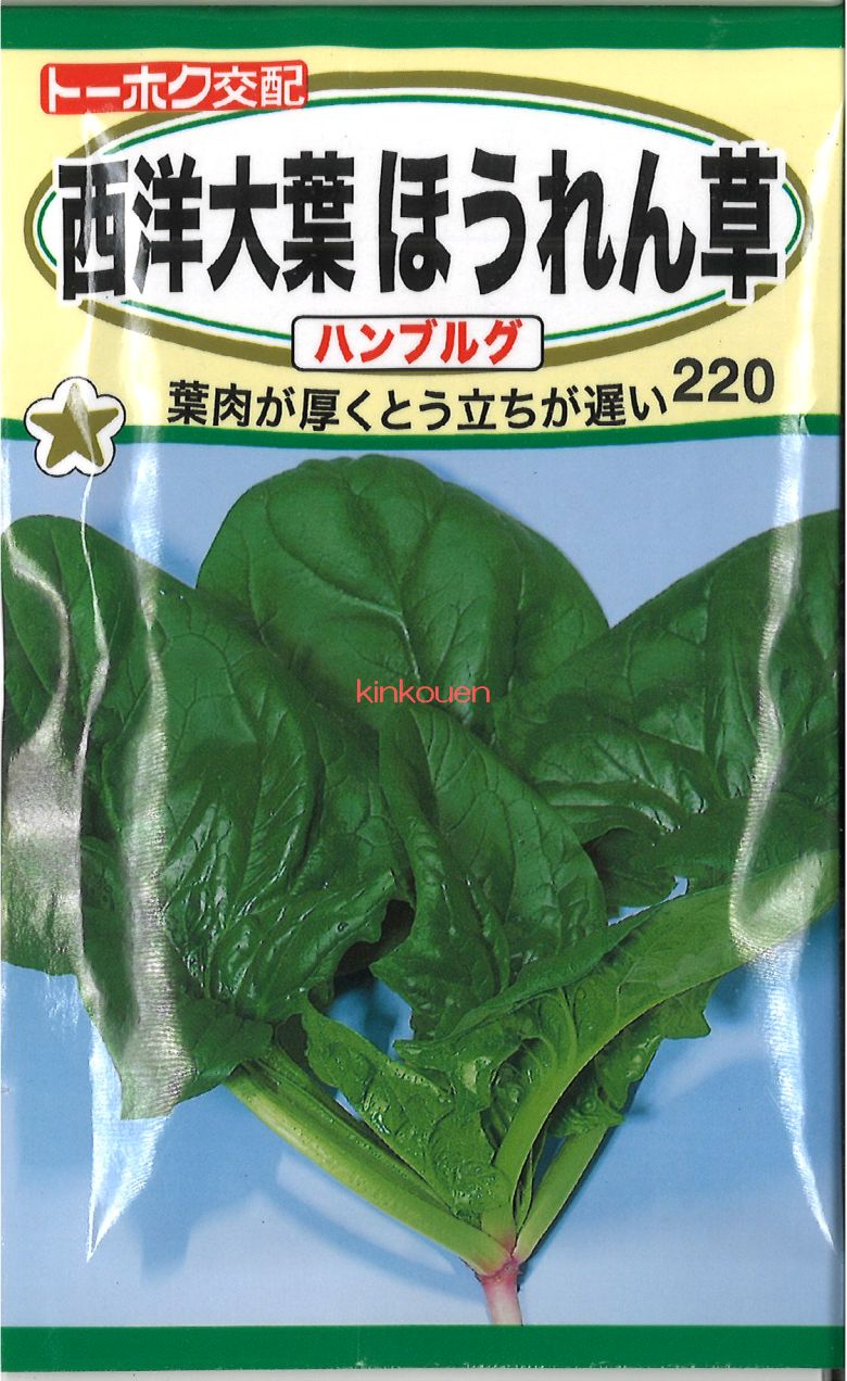 楽天市場】4-8-4【代引不可】【送料5袋まで80円】 赤茎ほうれん草 みやび  seed たね tane 種 種子 ホウレンソウの種 : 錦幸園  楽天市場店