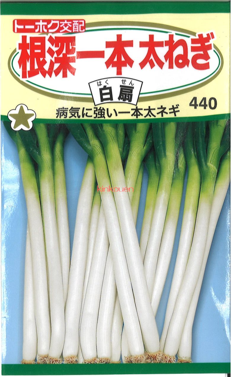 ねぎ 楽天市場】ネギ種 三春 みかど協和の分けつネギです。 種のこと