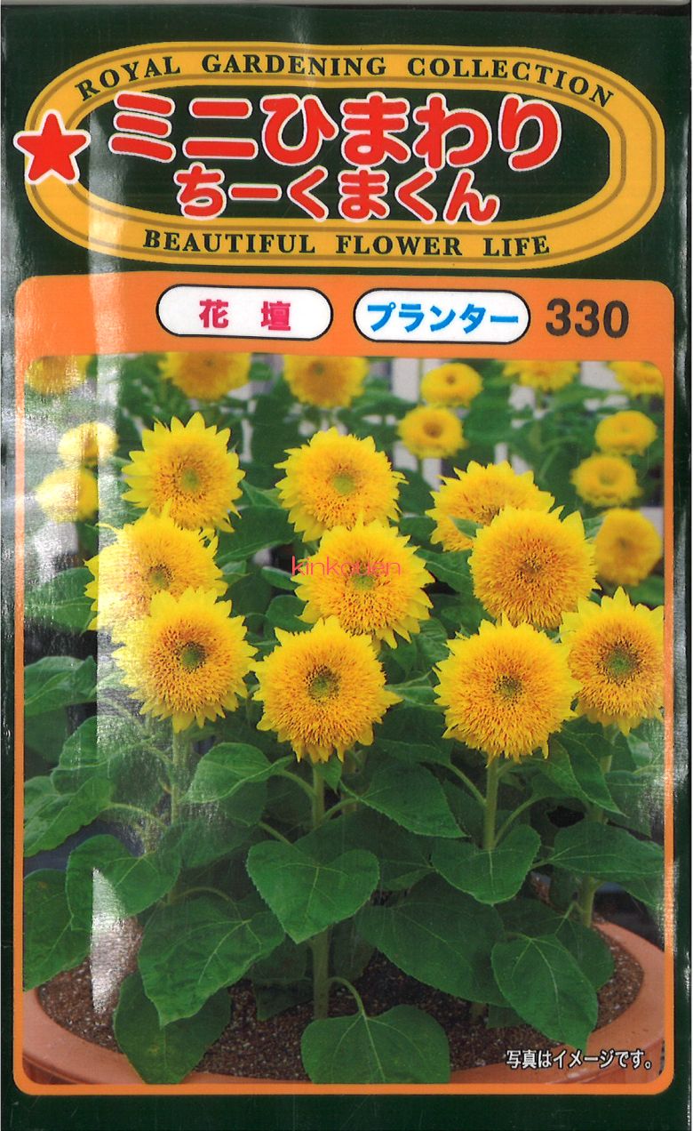 楽天市場】花種子 東北八重ひまわり トーホクのタネ : Ivy