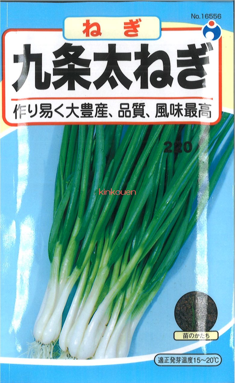 楽天市場】【葉ネギ】九条太（くじょうふと） 【タキイ種苗