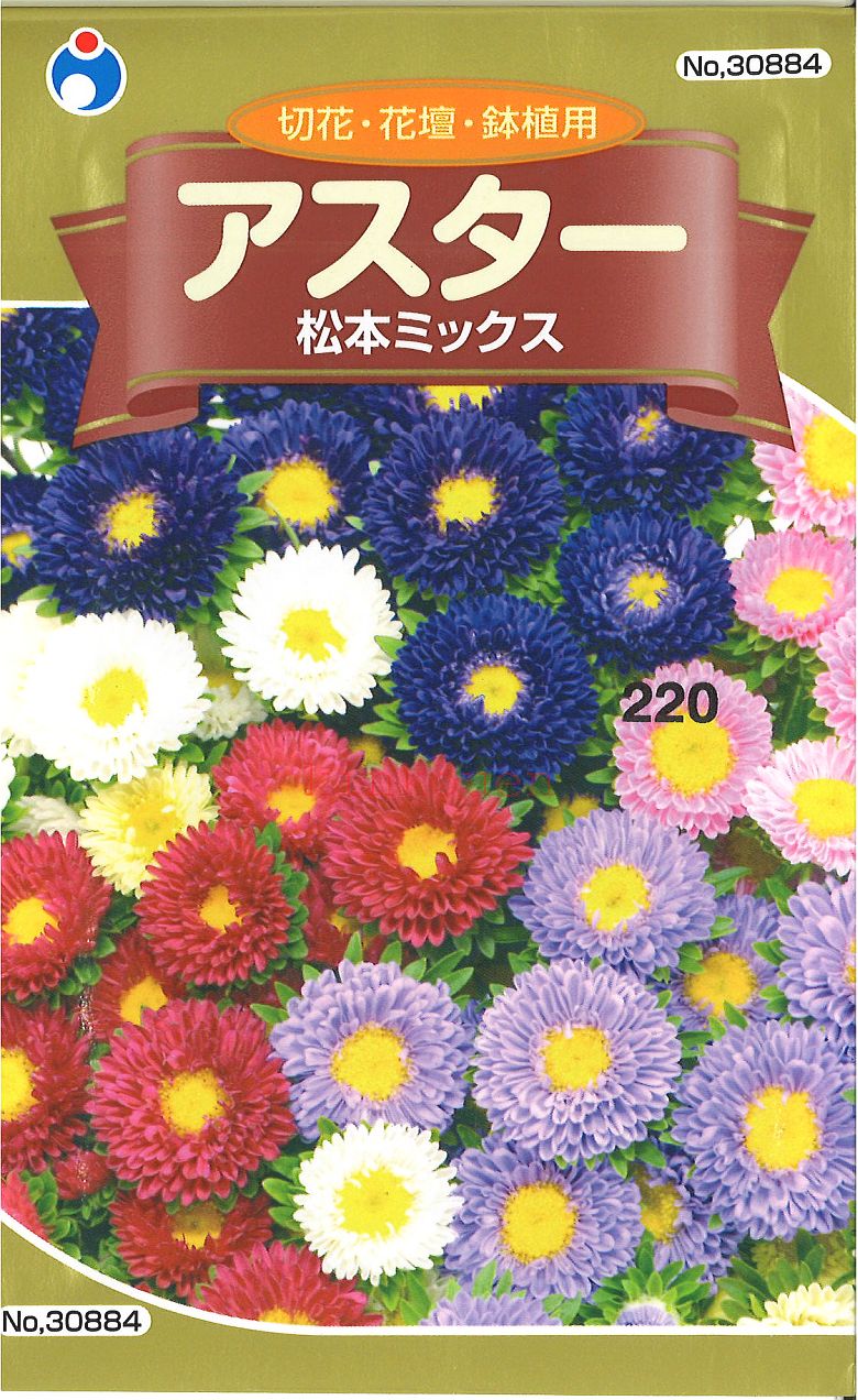 激安の アスター 切花用 宴 種 郵便は送料無料