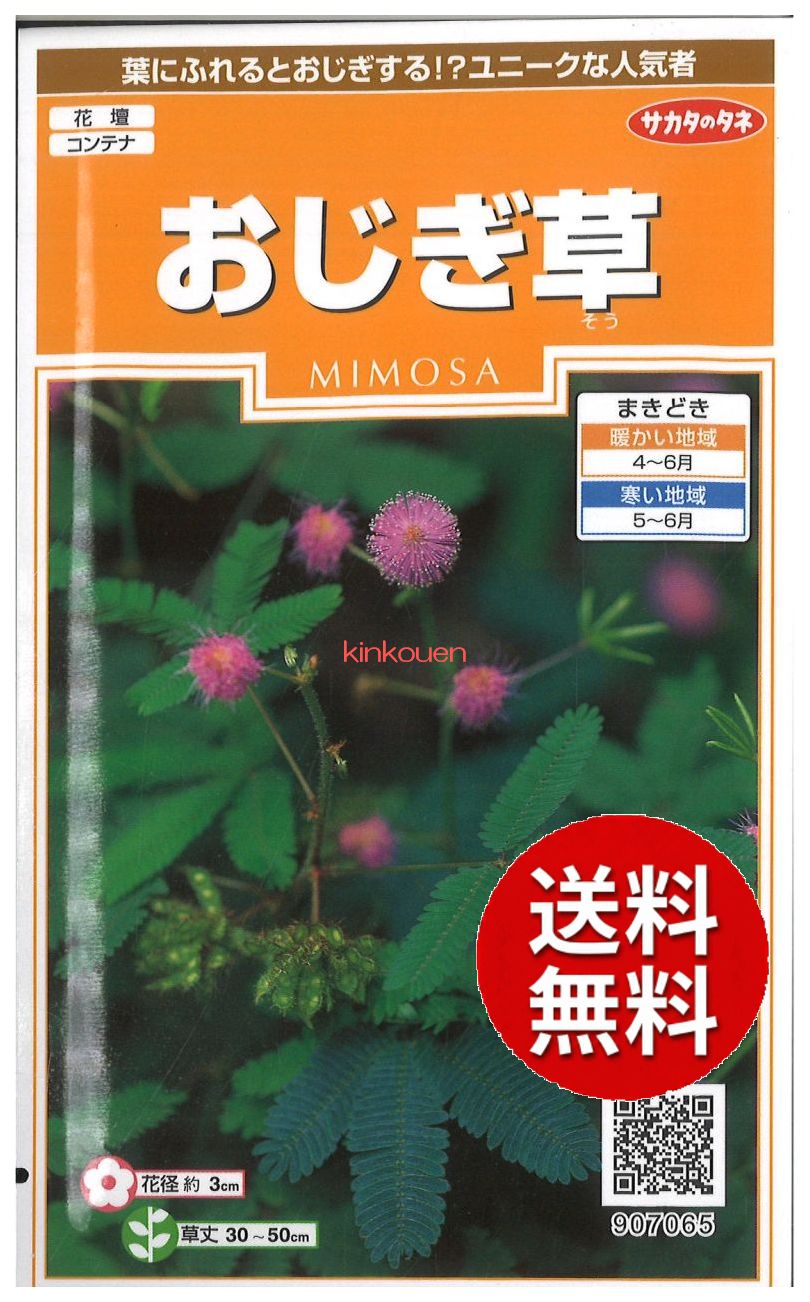 楽天市場】【代引不可】 seed たね tane 種 種子 □ふうせんかずら